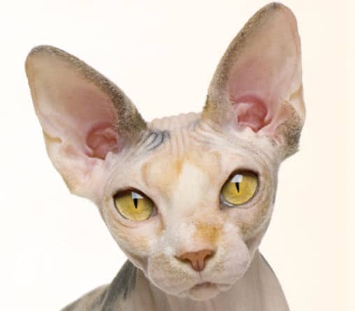 Sphynx Cat Breed Info